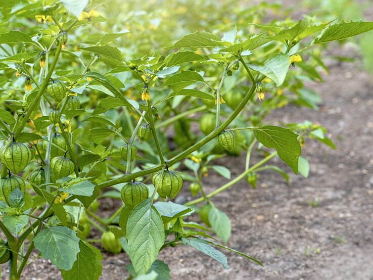 Zweig des Tomatillo-Strauches. 