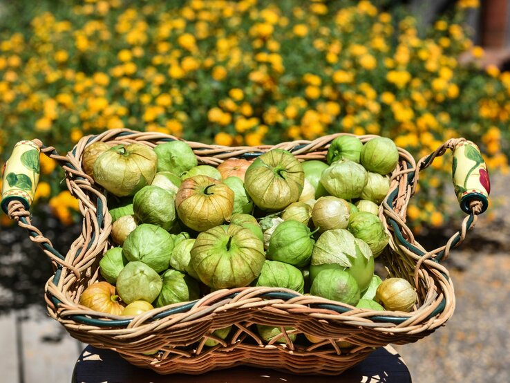 Korb mit frisch geernteten Früchten der Tomatillo.  | © Getty Images/Barbara Rich
