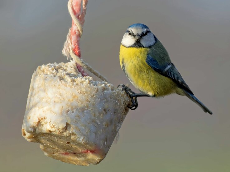 Ein kleiner Vogel sitzt auf einer selbst gemachten Futterglocke. | © IMAGO/Shotshop