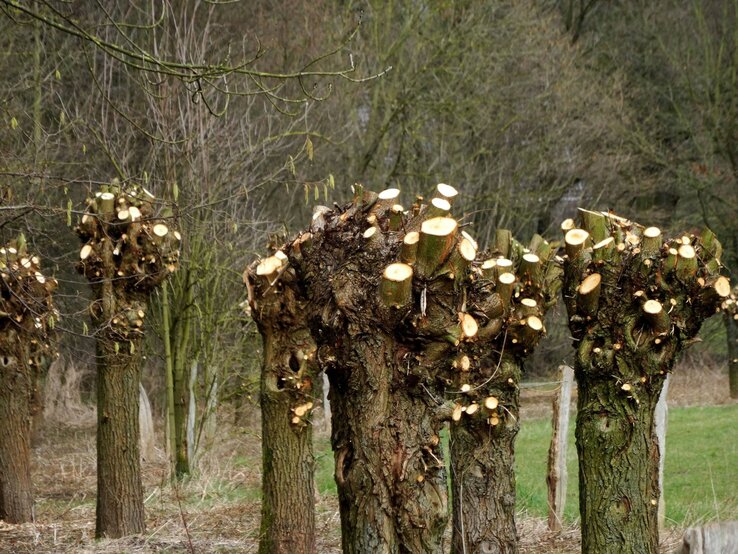 Zurückgeschnittene Kopfweiden stehen am Fuße eines Waldes. | © imago-images.de/Rech