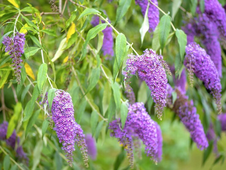 Die violetten Blüten eines Sommerflieders stehen im Vordergrund. | © GettyImages/Jacky Parker Photography