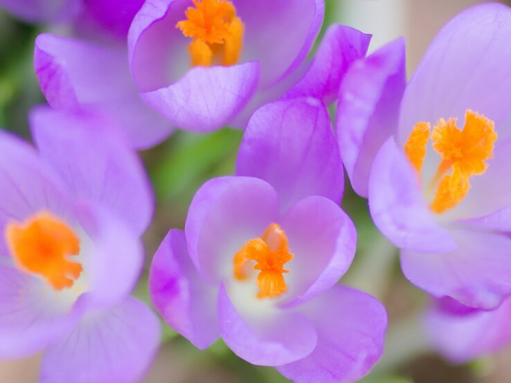 Das Bild zeigt eine Nahaufnahme von lila Krokussen mit markanten orangefarbenen Staubgefäßen. Die Blütenblätter sind zart und durchscheinend, was ihre leuchtenden Farben hervorhebt. Der Fokus liegt auf den vorderen Blüten, während der Hintergrund unscharf ist, was den Betrachter dazu anregt, sich auf die Details und die lebendigen Farben der Blumen zu konzentrieren.
