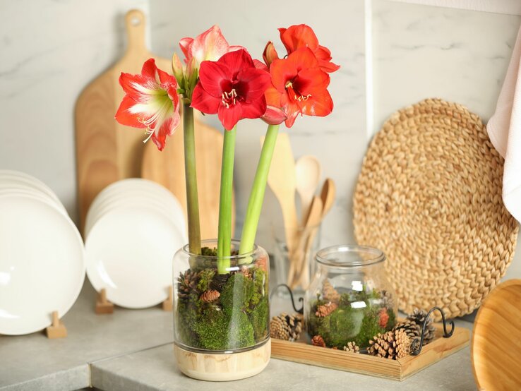 Eine Amaryllis mit roten Blüten steht zwischen Geschirr auf einer Arbeitsfläche.