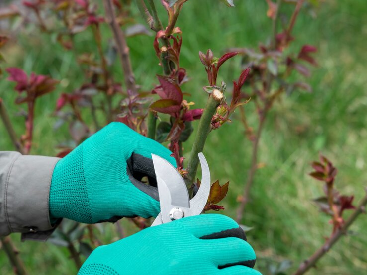 Jemand schneidet mit einer Gartenschere Rosen zurück.