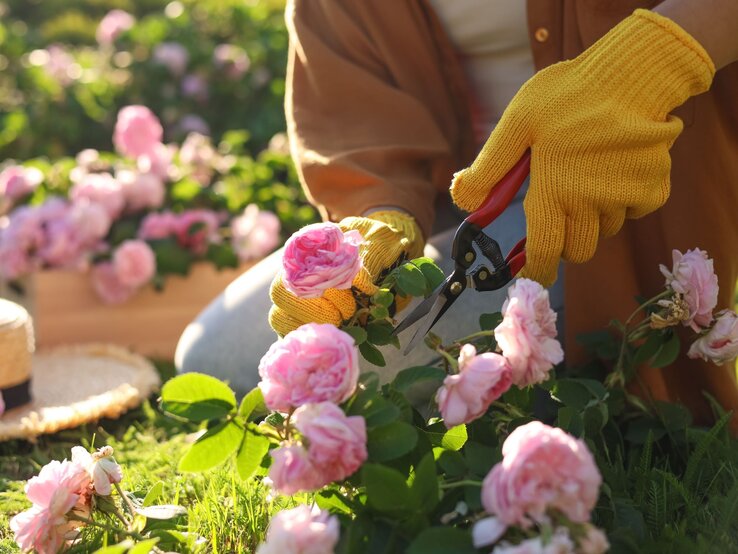 Jemand schneidet sich eine blühende Rose von einem Rosenstrauch ab.