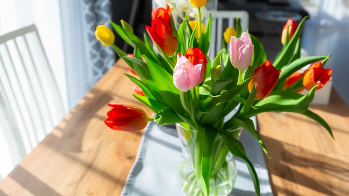 Ein lebhafter Strauß roter, gelber und rosa Tulpen steht in voller Blüte in einer klaren Glasvase auf einem Holztisch. Der Tisch ist teilweise mit einer blauen Stofftischdecke bedeckt. Die Szene ist in einem hellen Raum mit Tageslicht aufgenommen, das durch ein nahegelegenes Fenster hereinfällt, wodurch lebhafte Schatten und Lichtspiele auf dem Tisch und den Wänden entstehen. Dieses Arrangement vermittelt ein Gefühl von Frische und Frühlingsstimmung in einem Hausinterieur.