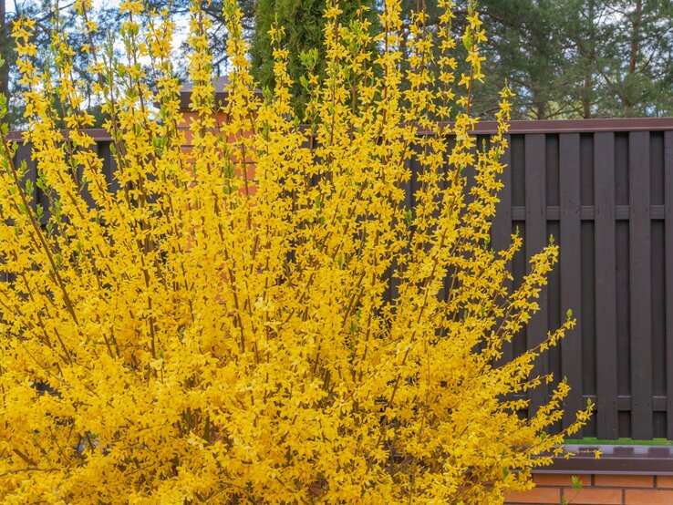 Ein großer Zierstrauch an Forsythien wächst vor einem Gartenzaun.