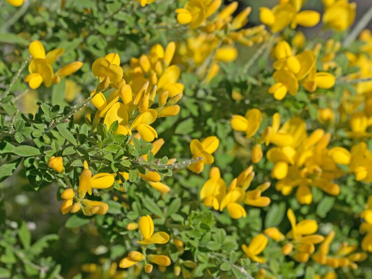 Die gelben Blüten der Pflanze "Besenginster" sind zu sehen. | © Shutterstock/M. Schuppich
