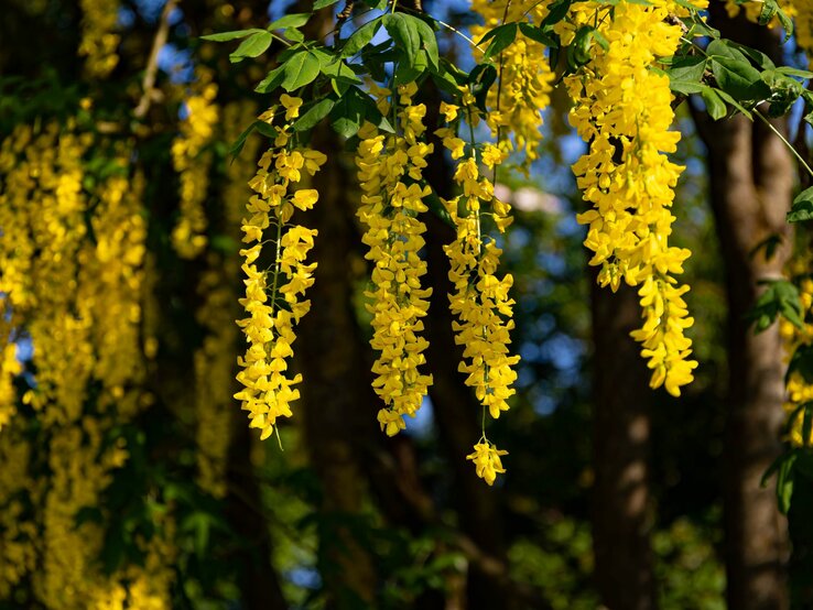 Die Blüten der Pflanzengattung "Goldregen" sind zu sehen. | © Shutterstock/Anastasiia_Onishko