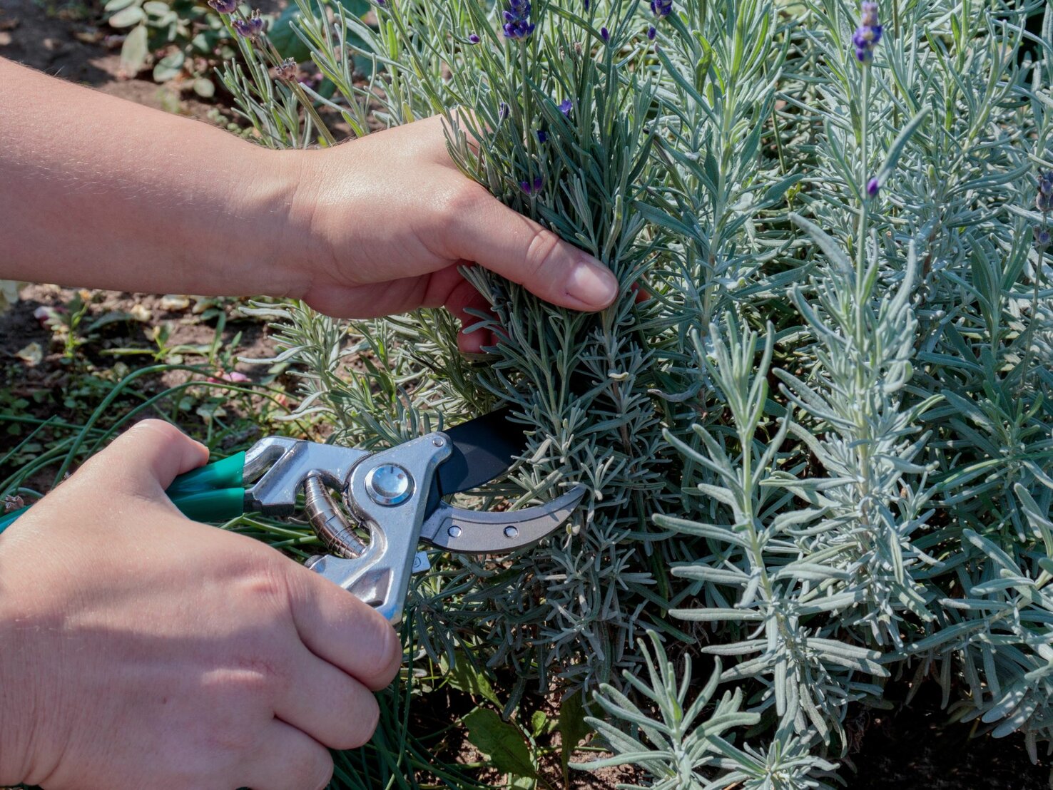 Lavendel schneiden So gelingt der Rückschnitt