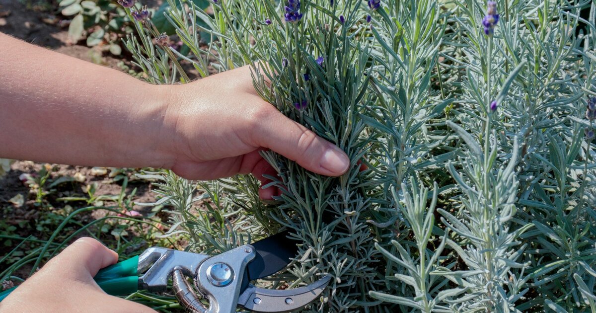 Lavendel schneiden So gelingt der Rückschnitt