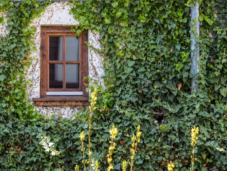 Eine Häuserwand mit Fenster und Efeubewuchs.