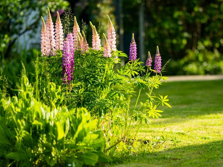 Lupinen blühen in einem Garten. | © Shutterstock/MNStudio