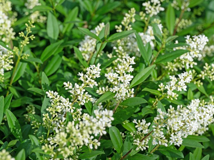 Eine Liguster-Staude blüht. | © Shutterstock/M. Schuppich