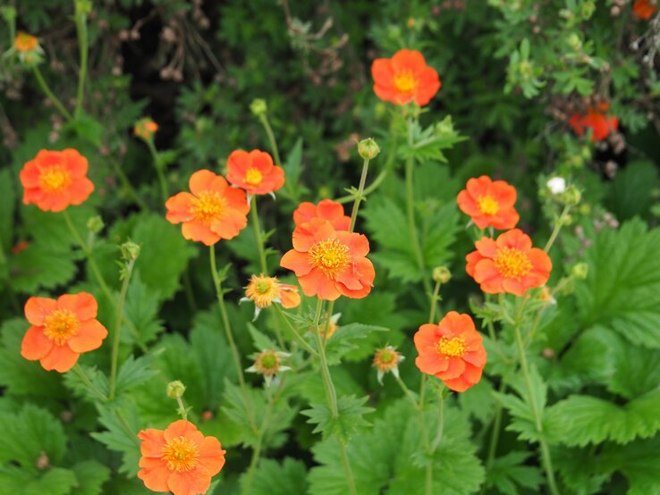 Die orangenen Blüten einer Nelkenwurz-Staude blühen. | © Shutterstock/ElenVik