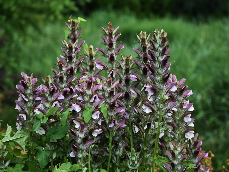 Bärenklau trägt seine weißen Blüten. | © Shutterstock/Gabriela Beres