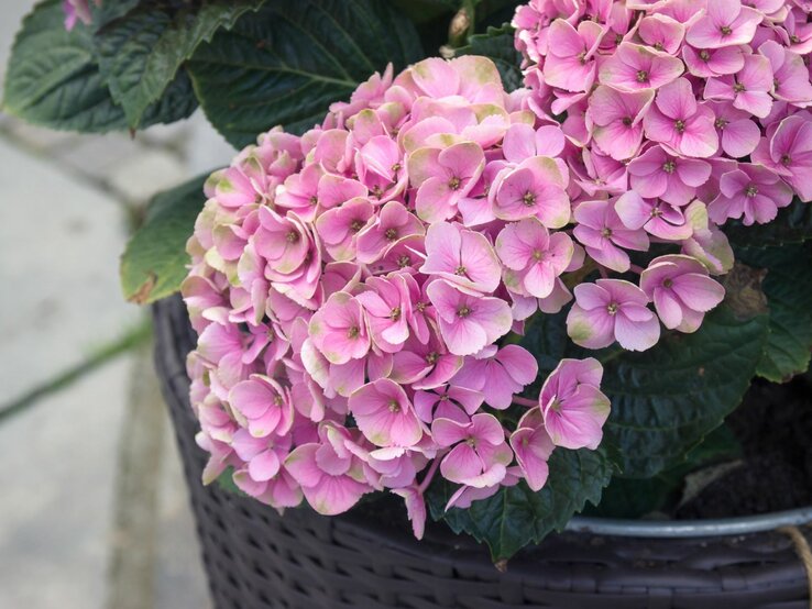 Eine rosa blühende Hortensie wächst in einem Topf. | © Shutterstock/Giantrabbit