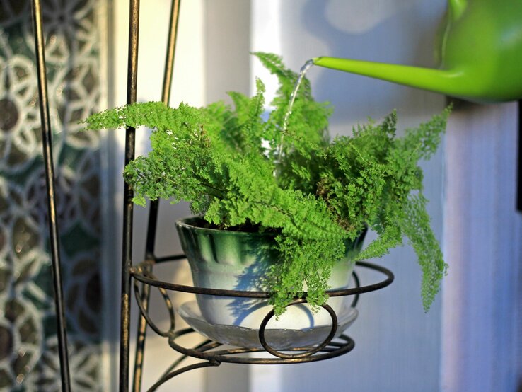 Zimmerfarne in einem Topf, der in einem Hängegestell. Die Pflanze wird gerade gegossen. | © Shutterstock/Tania Vino