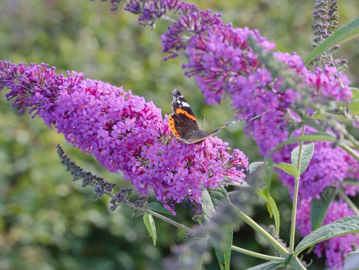 Schmetterlingsflieder Strauch in Violett mit Schmetterling darauf