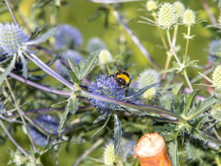 Auf einer Blüte einer Edeldistel sitzt eine Biene. | © Shutterstock/Corinna Huter