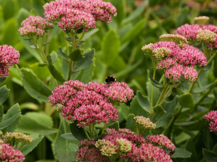 Auf den Blüten einer Fetthenne sitzt gerade eine Biene. | © Shutterstock/as_trofey