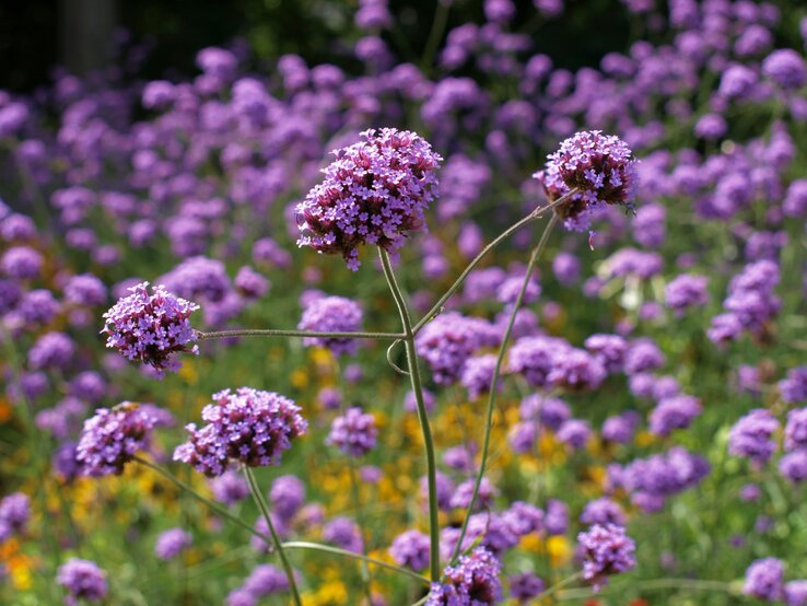 Echtes Eisenkraut trägt violette Blüten. | © Shutterstock/Marcel Hufschmidt