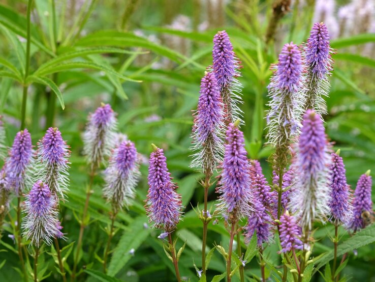 Virginischer Arzneiehrenpreis trägt violette Blüten. | © Shutterstock/Alex Manders