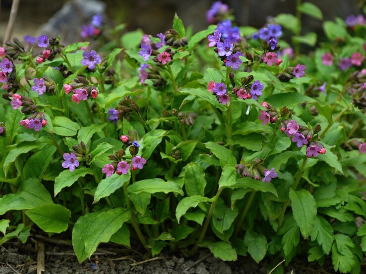 Geflecktes Lungenkraut trägt seine kleinen violetten und rosafarbenen Blüten. | © Shutterstock/weha