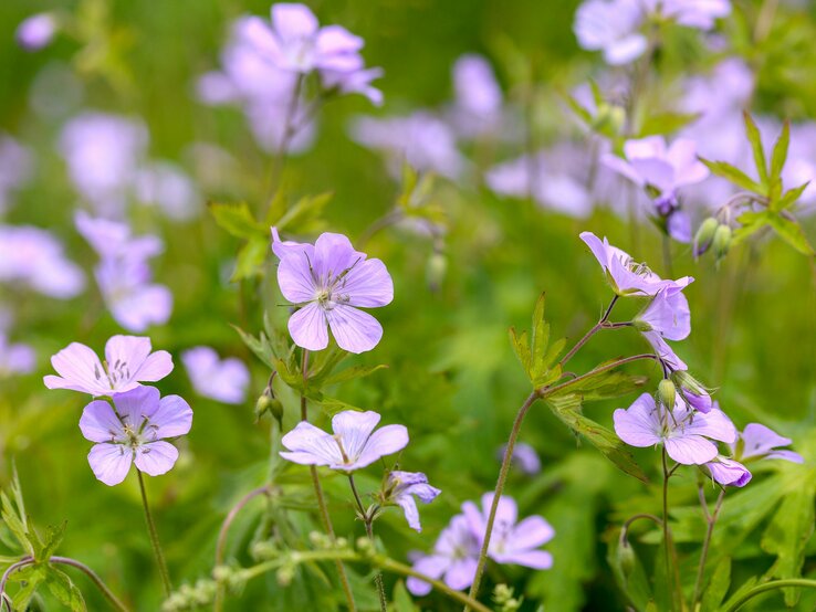 Dauerblühende Staude Storchschnabel mit helllila Blüten | © Adobe Stock