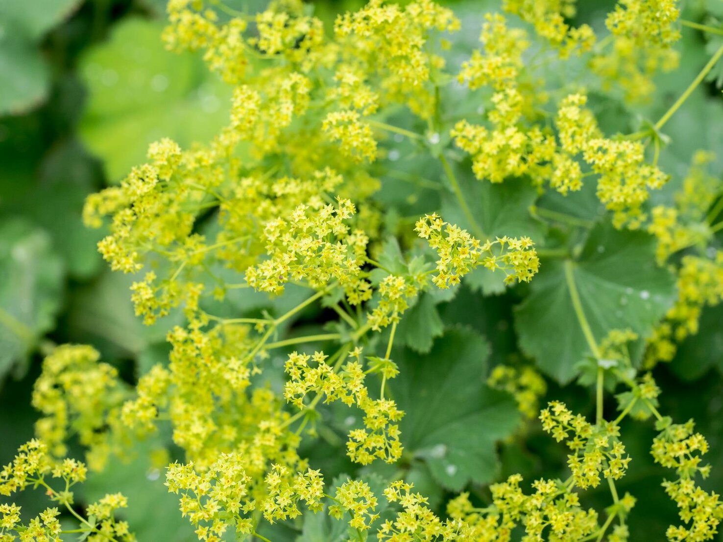 Unkraut wie Giersch bekämpfen 5 blühende Bodendecker für deinen Garten