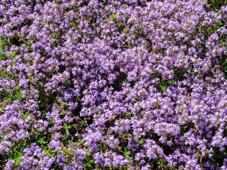 Thymian Bodendecker mit lila Blüten | © Adobe Stock