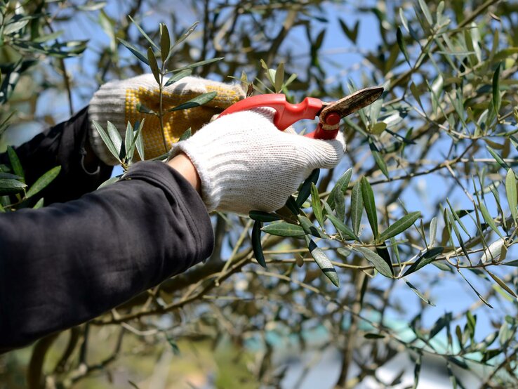 Hände schneiden Olivenbaum Zweige mit Gartenschere