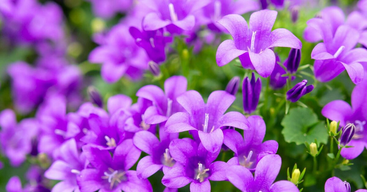 Gartenarbeit 4 pflegeleichte Pflanzen für deinen