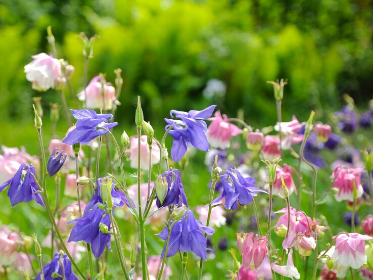 Akelei Blüten | © Adobe Stock