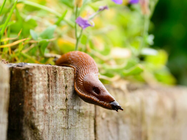 Schnecke kriecht über Mauer