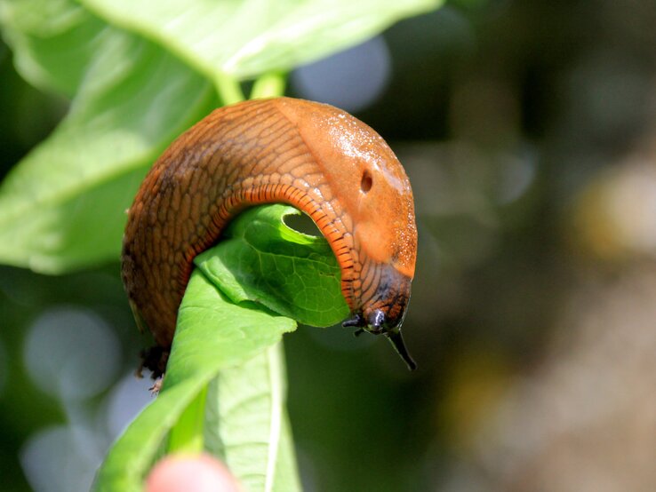 Nacktschnecke auf Blatt