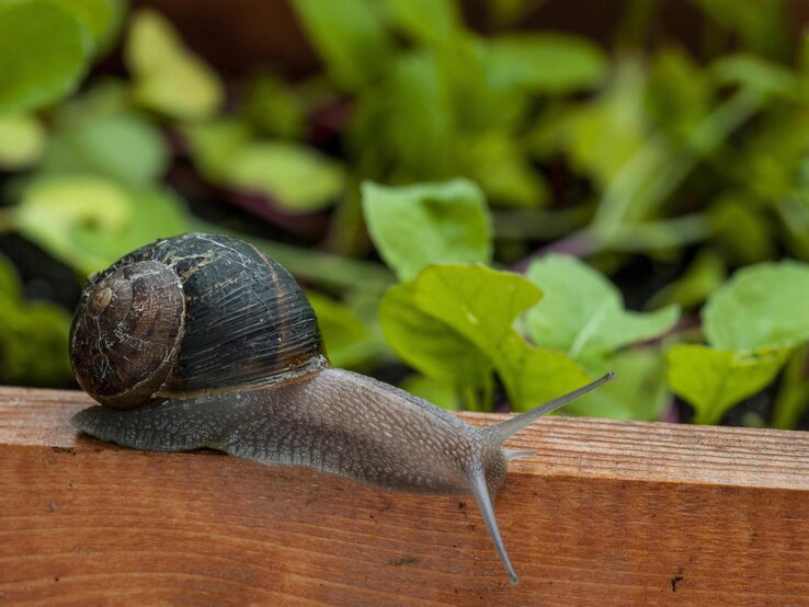 Eine Weinbergschnecke auf dem Holz vor einem Geüsebeet.