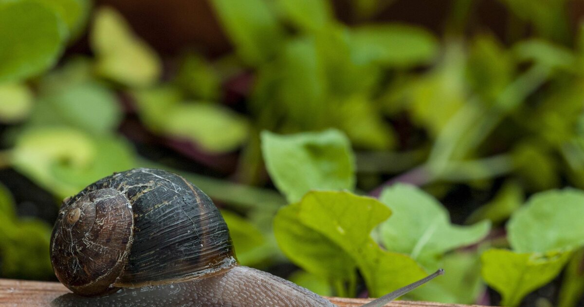 Schnecken im Garten 3 nützliche Arten, die dein Beet bereichern