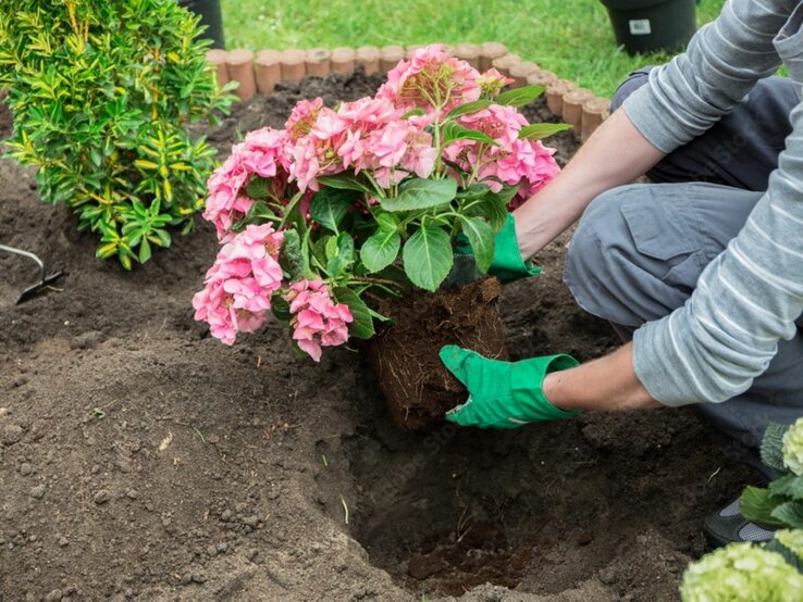 Fehler Stauden Das Bild zeigt eine Person, die Gartenarbeit verrichtet, insbesondere das Pflanzen einer Blume. Sie trägt grüne Gartenhandschuhe und scheint eine Hydrangea, bekannt als Hortensie, in die Erde zu setzen. Der Standort wirkt wie ein sorgfältig gestalteter Garten mit einer kantigen Begrenzung. Im Hintergrund ist eine grüne Pflanze, die möglicherweise ein Buchsbaum ist, und die Erde sieht locker und fruchtbar aus. Das Hauptaugenmerk liegt auf den Händen der Person und der rosa blühenden Hortensie, die gerade eingepflanzt wird.