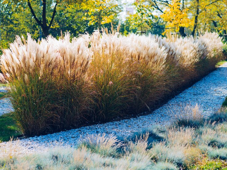 Riesen-Chinaschilf wächst üppig in einem Garten. | © Shutterstock/bubutu