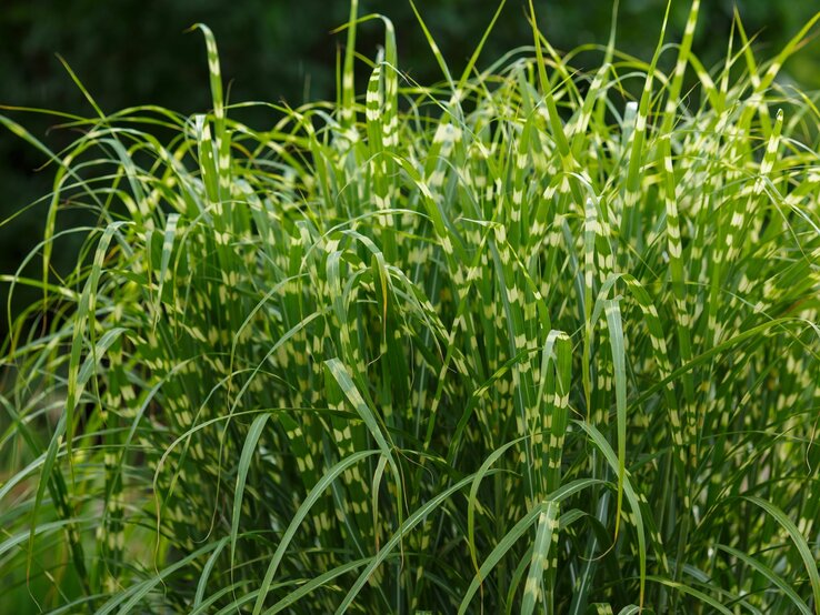 Zebra-Chinaschilf wächst üppig. Im Fokus stehen seine gelb-gestreiften Halme. | © Shutterstock/Flower_Garden