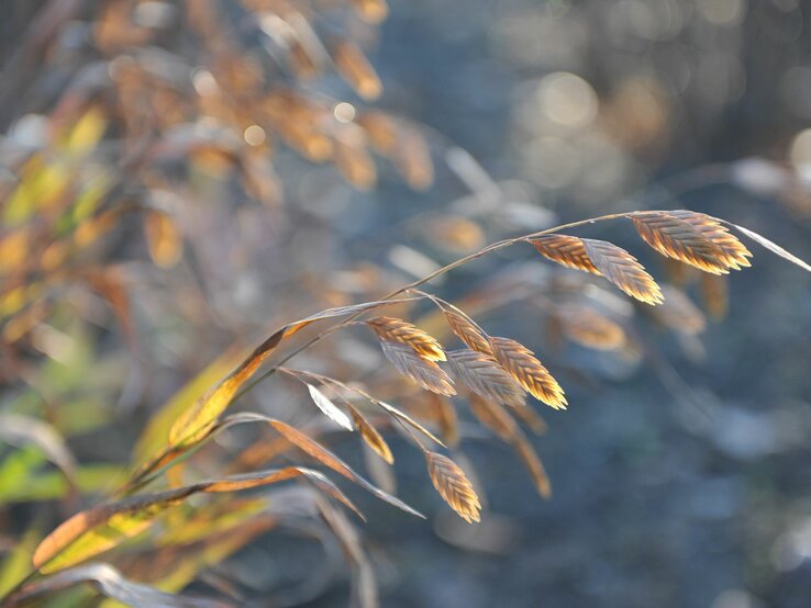 Die Blüten eines Plattährengrases haben sich bereits kupferrot gefärbt. | © Shutterstock/Sergey V Kalyakin