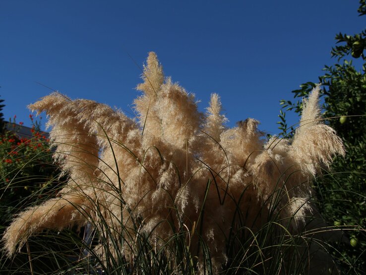 Pampasgras weht leicht im Wind bei strahlendem blauem Himmel.