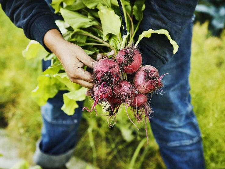 Eine Frau hält ein frisch geerntetes Bündel Rote Beete.