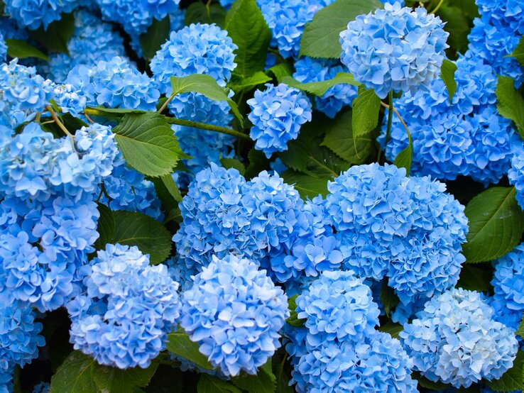 Ein reicher Strauch an Hortensien blüht blau.