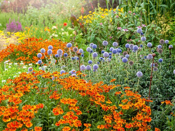 Statt Unkraut 5 blühende Bodendecker für deinen Garten