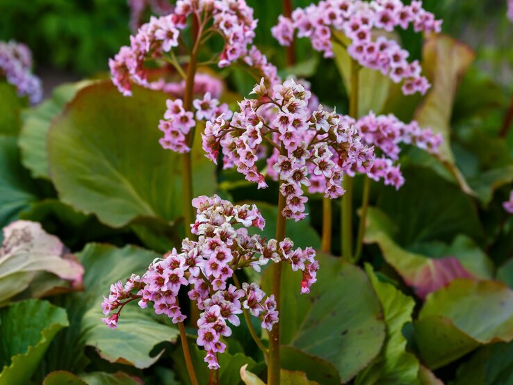 Das Bild zeigt eine blühende Bergenie mit großen, grünen Blättern und dichten Trauben von zartrosa Blüten. | © Shutterstock/Flower_Garden