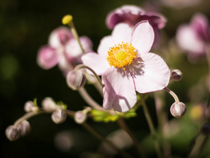 Eine zartrosa Herbstanemone in voller Blüte wächst mit gelbem Blütenzentrum und Knospen im unscharfen Hintergrund. | © Shutterstock/Oikeo Projects