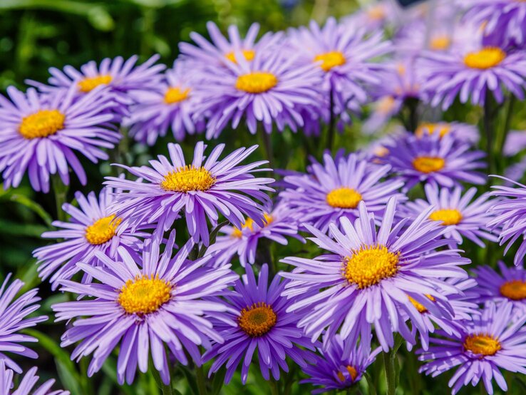 Leuchtend lila Astern blühen dicht gedrängt mit strahlend gelben Zentren. | © Shutterstock/Flower_Garden