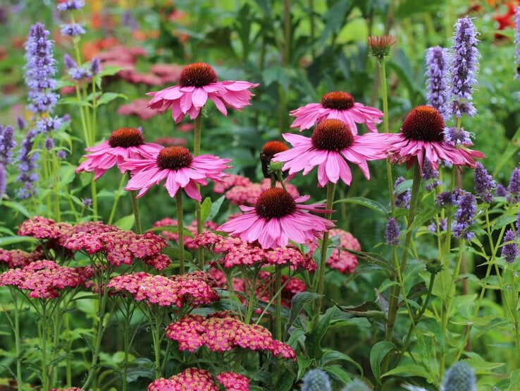 Stauden für kleine Gärten Rosa Sonnenhüte mit markanten, erhöhten, dunkelbraunen Zentren stehen vor einem Hintergrund aus lila Blüten und grünen Blättern.